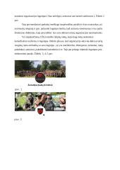 Praktika Žemaitijos šaulių 8-ojoje rinktinėje viešųjų ryšių skyriuje 5 puslapis