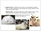 Vilnos savybės ir priežiūra 4 puslapis