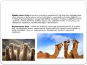 Vilnos savybės ir priežiūra 5 puslapis