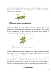 Sintetinių opalų optinis orientavimas 5 puslapis