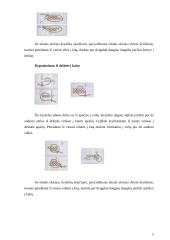 Siuvinėjimas kryželiu pagal lietuvių liaudies tradicijas 5 puslapis