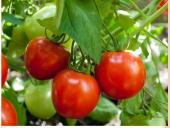 Daržovės - ir maistas, ir vaistas 15 puslapis