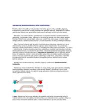 Skruzdėlių, kaip bendruomeninių  vabzdžių, ypatumai 3 puslapis