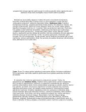 Skruzdėlių, kaip bendruomeninių  vabzdžių, ypatumai 6 puslapis