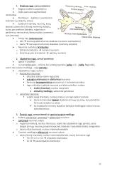 Anatomija. Išsamus konspektas 12 puslapis
