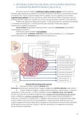 Anatomija. Išsamus konspektas 13 puslapis