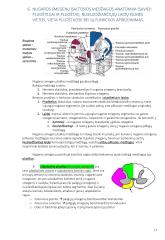 Anatomija. Išsamus konspektas 17 puslapis