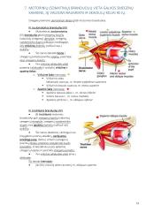 Anatomija. Išsamus konspektas 19 puslapis