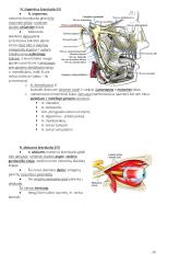 Anatomija. Išsamus konspektas 20 puslapis
