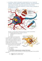 Anatomija. Išsamus konspektas 3 puslapis