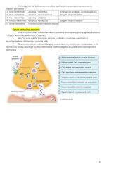 Anatomija. Išsamus konspektas 6 puslapis