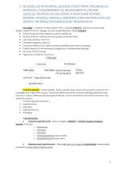 Anatomija. Išsamus konspektas 7 puslapis