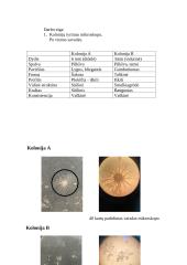 Mikrobiologijos laboratorinių darbų ataskaita 2 puslapis