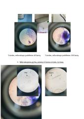 Mikrobiologijos laboratorinių darbų ataskaita 4 puslapis