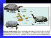 Darwin’s Theory of Evolution 15 puslapis