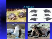 Darwin’s Theory of Evolution 17 puslapis