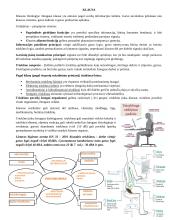 Ergonomikos egzamino pasiruošimas 7 puslapis