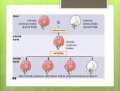 Paveldimumas ir kintamumas (skaidrės) 12 puslapis