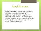 Paveldimumas ir kintamumas (skaidrės) 3 puslapis