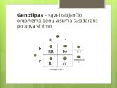 Paveldimumas ir kintamumas (skaidrės) 4 puslapis
