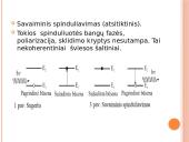Atomo ir branduolio fizika. Skaidrės 13 puslapis