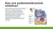 Endomembraninė sistema 3 puslapis