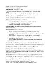 Muzikos teorija 3 puslapis