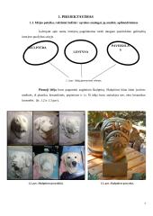 Technologijų mokyklinio brandos egzamino darbo aprašas. Paveikslas 6 puslapis