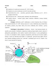 Stafilokokai 2 puslapis