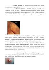 Stafilokokai 6 puslapis