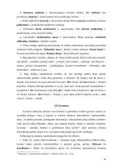 Stiliaus kultūra 16 puslapis