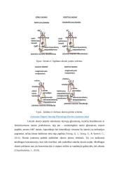 Skonis ir uoslė. Referatas 11 puslapis