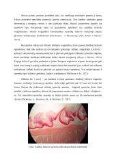 Skonis ir uoslė. Referatas 6 puslapis