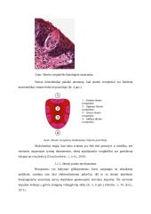 Skonis ir uoslė. Referatas 8 puslapis