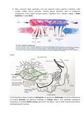 Kraujotakos sistema. Konspektas 11 puslapis