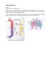 Kraujotakos sistema. Konspektas 12 puslapis