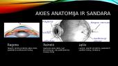 Akies anatomija ir sandara 2 puslapis