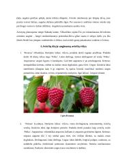 Aviečių auginimas. Praktinio darbo ataskaita 4 puslapis