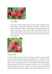 Aviečių auginimas. Praktinio darbo ataskaita 5 puslapis