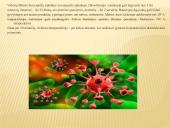 Vidurių šiltinė ir jos profilaktika 4 puslapis