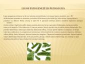 Vidurių šiltinė ir jos profilaktika 8 puslapis