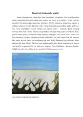 Dailės aprašas. Tapybos kūrinys 9 puslapis