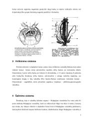Šimtakojai (myriapoda) 3 puslapis