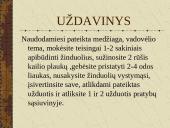 Žinduoliai. Gyvūnai, jauniklius maitinantys pienu 2 puslapis