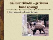 Žinduoliai. Gyvūnai, jauniklius maitinantys pienu 11 puslapis