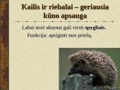 Žinduoliai. Gyvūnai, jauniklius maitinantys pienu 12 puslapis