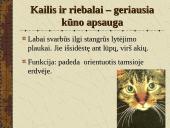 Žinduoliai. Gyvūnai, jauniklius maitinantys pienu 13 puslapis