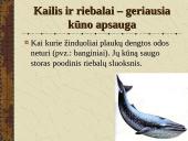 Žinduoliai. Gyvūnai, jauniklius maitinantys pienu 14 puslapis