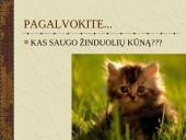 Žinduoliai. Gyvūnai, jauniklius maitinantys pienu 15 puslapis