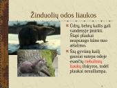 Žinduoliai. Gyvūnai, jauniklius maitinantys pienu 16 puslapis